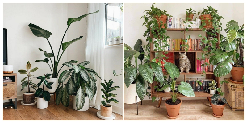 Chậu cây nội thất trang trí trong phòng khách