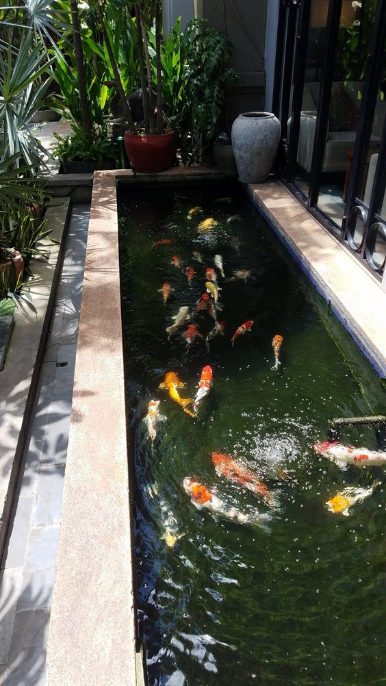 Thiết kế và thi công hồ cá Koi