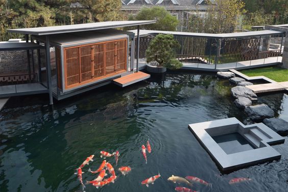 Thiết kế và thi công hồ cá Koi