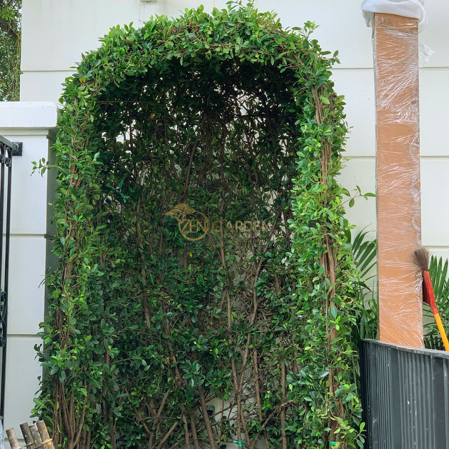 Cổng vòm cây leo xanh mướt tạo điểm nhấn cổ điển cho sân vườn