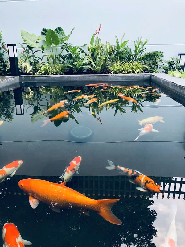 Thiết kế hồ cá Koi quận 7