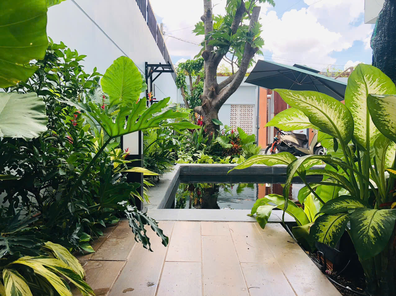 Thiết kế và thi công hồ cá Koi