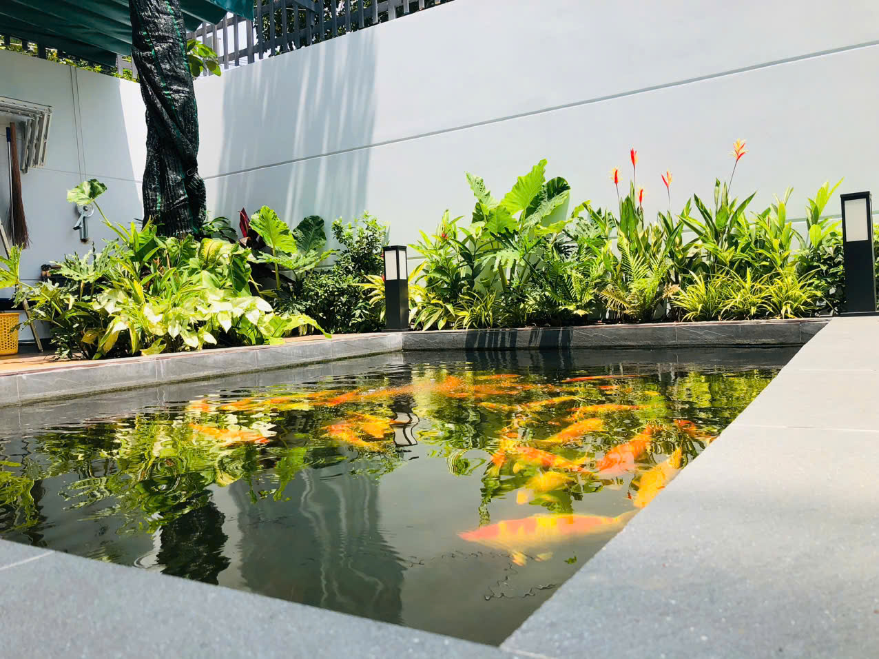 Sân vườn hồ cá Koi dưới ánh nắng của mặt trời lung linh lấp lánh