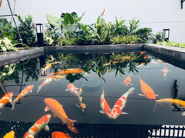 Hồ cá Koi quận 7