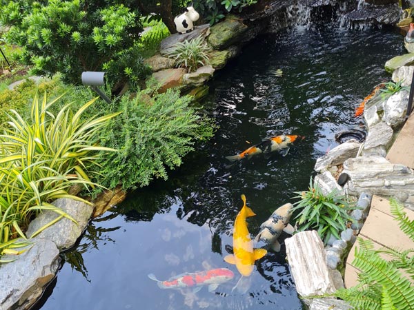 Thiết kế hồ cá Koi tại hồ chí minh